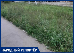 Ставропольчане в ужасе от количества амброзии в краевой столице