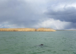 На Ставрополье найдено тело утонувшего рыбака
