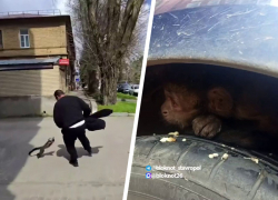 Мартышка-беглец уехала на автобусе при попытке «задержания» в Ставрополе