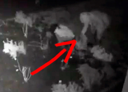 «Поставьте минную растяжку или капкан», - советы очевидцев для поимки похитительницы цветов