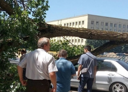 Рухнувший тополь смял иномарку на парковке напротив правительства в Ставрополе