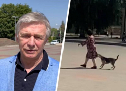 Уколы от бешенства и бесконечные претензии: жители Михайловска пожаловались на нападения бездомных собак 