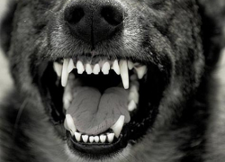 Собака насмерть загрызла ребенка в Буденновском районе