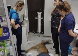 Сбитого на Ставрополье оленя спасти не удалось