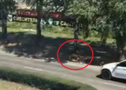 Коза бегала по улицам и попала на видео в Ставрополе