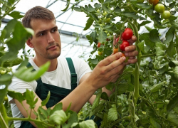 Больше 15 миллиардов рублей пойдет на строительство теплицы на Ставрополье 