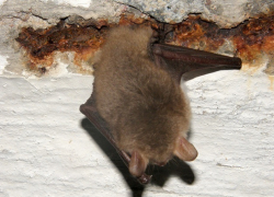 Летучие мыши напали на детей в одном из подъездов Ставрополя