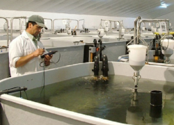 Крупнейший в России завод по производству коллагена из рыбы построят на Ставрополье