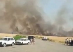 Сильный пожар в пшеничных полях попал на видео в Ставропольском крае 