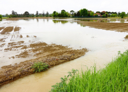Жатву перенесли на две недели из-за затопленных полей на Ставрополье 