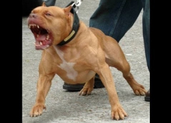 Два питбуля загрызли маленького мальчика на Ставрополье