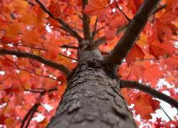 Красные дубы за 3,2 миллиона будет сажать администрация Ставрополя