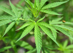 У жителя Ессентуков изъяли более 1 кг марихуаны