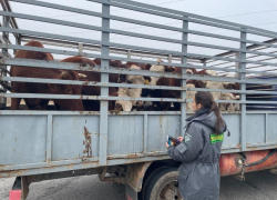 Перевозку более 300 животных без ветеринарных документов выявили на Ставрополье