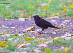 Туман и +18 обещают синоптики 10 марта на Ставрополье