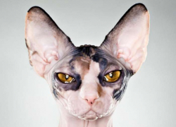 В Пятигорске у должника арестовали кота редкой породы