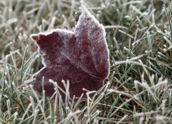 Заморозки на Ставрополье придут уже 9 октября