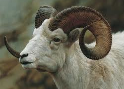 На Ставрополье баран убил пенсионера