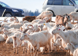 На Ставрополье построят козью ферму