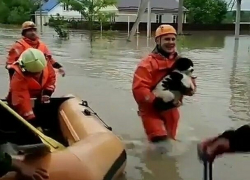 Трогательное спасение собаки в затопленном селе на Ставрополье попало на видео