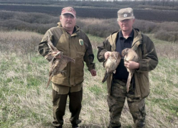 Выпуск 50 фазанов произвели в охотничьем хозяйстве на Ставрополье 
