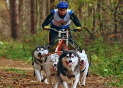 Хаски и овчарок запрягали в велосипед на соревновании ездовых собак в Ставрополе