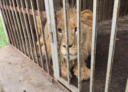 Конфискованный в Ставропольском крае лев Симба переехал в зоопарк Крыма 
