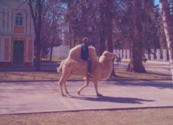 В Ставрополе наездник на верблюде подъехал к администрации