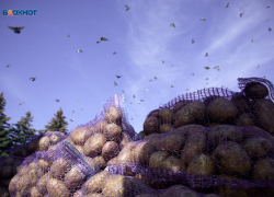 Власти Ставрополья рассказали, как снижают цены на картофель