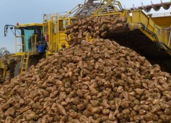 Около миллиона тонн сахарной свеклы собрали на Ставрополье