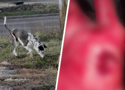 «Вырванный кусок мяса»: кровавое нападение бездомных собак на человека произошло в Буденновске