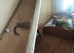 «Кладбище домашних животных»: в Ессентуках кошки провели в закрытой квартире два года