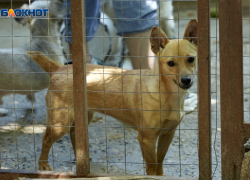Неизвестные напали на работников отлова собак и пытались поджечь их машину в Ессентуках