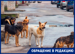 Стая собак погналась за подростком на юге Ставрополя