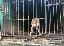 Ада больше нет? Скандальный пятигорский зоопарк «Берендеево» прекратил свое существование