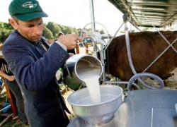 На новый вид гранта для молочников выделили 70 миллионов рублей на Ставрополье