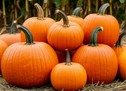 Ставропольцам раскрыли лайфхаки, как определить по нескольким признакам созревшую тыкву