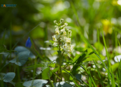 Настоящая теплая весна придет на Ставрополье 21 апреля