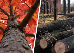 Красные дубы за 3,2 миллиона рублей высадят в Дубовой Роще в Ставрополе