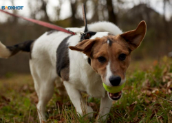 Закон о лицензировании для заводчиков собак подготавливают на Ставрополье после трагедии с 9-летней девочкой