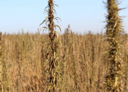 В Кировском районе мужчина замаскировал поле конопли под кукурузу