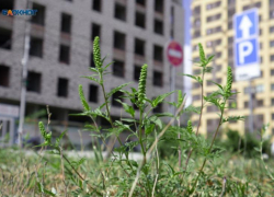 В Ставропольском крае сохраняется высокий уровень пыльцы и цветения амброзии