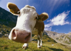 Школьник сломал себе ребра и испугал корову