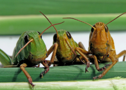 Казнь египетская на Ставрополье: край готовится к налету саранчи