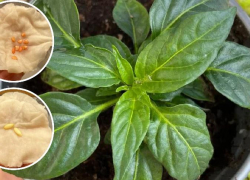 Посевной сезон: раскрываем секреты посадки семян на рассаду