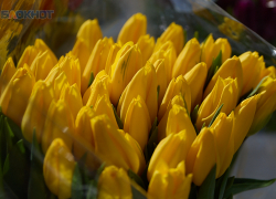 Где купить цветы к 8 Марта в Ставрополе 2026: назвали адреса ярмарок