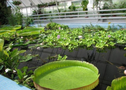 Мужчина украл перфоратор из Ботанического сада Ставрополя