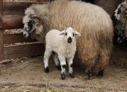 Мощный кластер по производству баранины создадут на Ставрополье