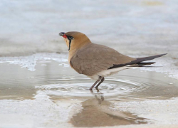 На Ставрополье из-за наводнений и скота исчезает вид птиц