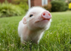 Два жителя Новоалександровска попались на краже поросят